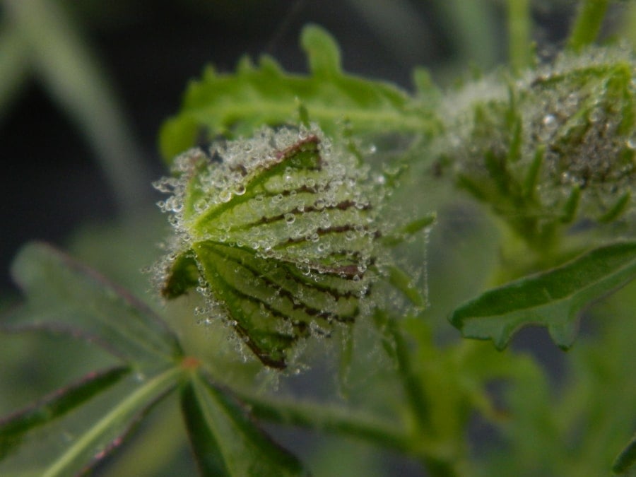 herbs immune system