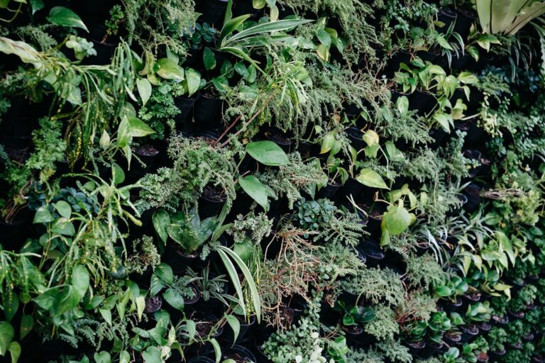 Photo herbs immune system