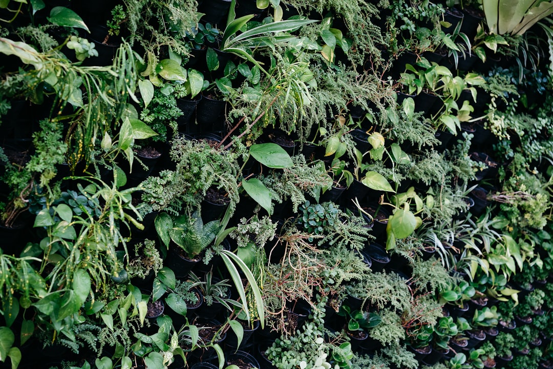 Photo herbs immune system