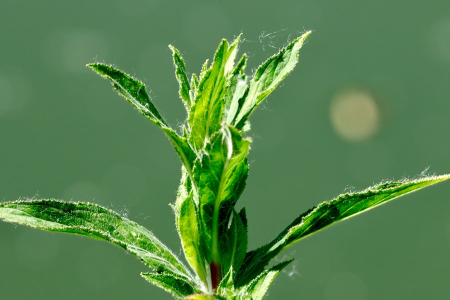 Photo herbs immune system