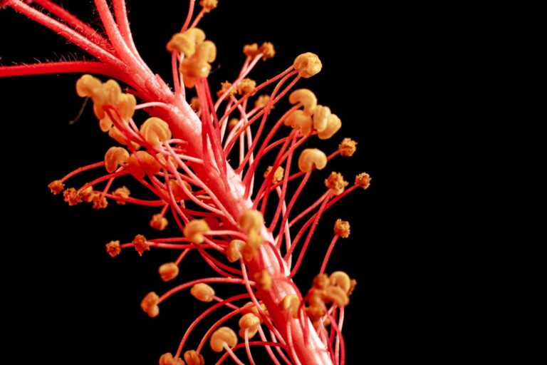 Photo stress immune system