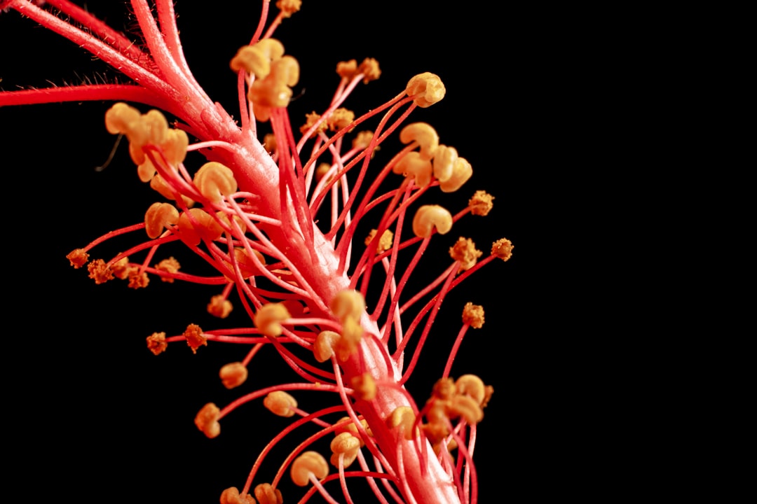 Photo stress immune system