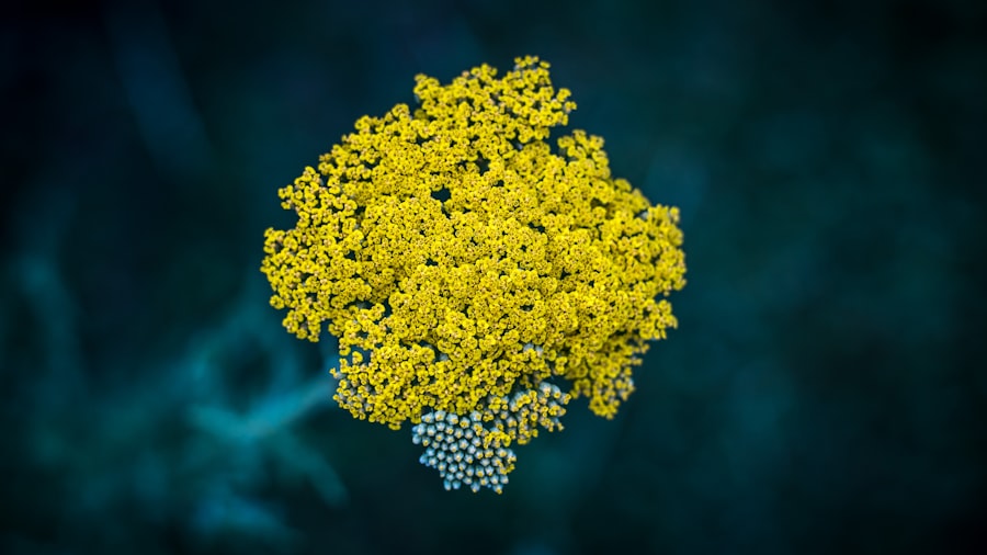 Photo boost immune system