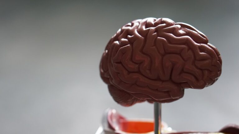 Photo brain health vitamins