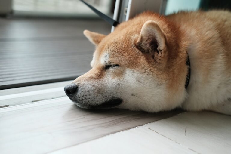Photo falling asleep faster