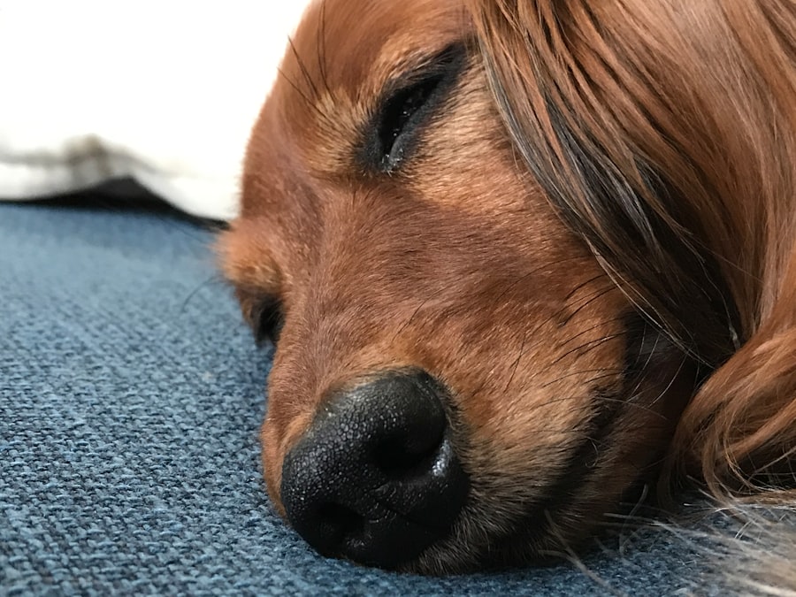 Photo falling asleep faster