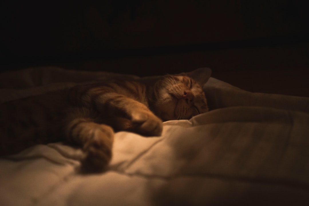 Photo sleep-friendly environment