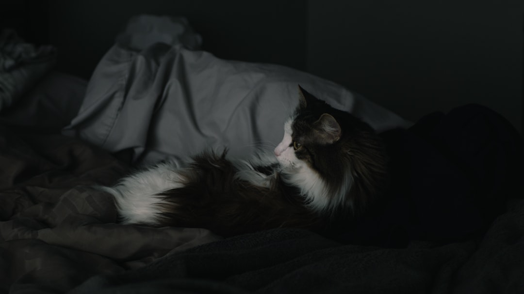 Photo Bedtime routines