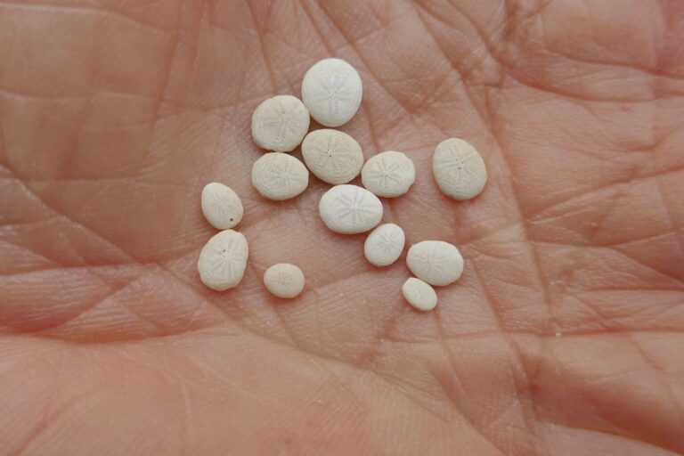 Photo melatonin supplements