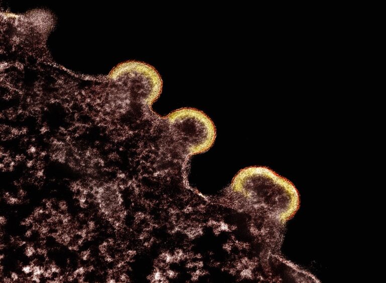Photo boost immune system