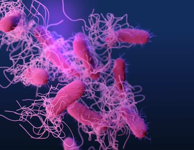 Photo gut health immune system